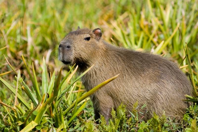 Capybara in the Ibera Wetlands.