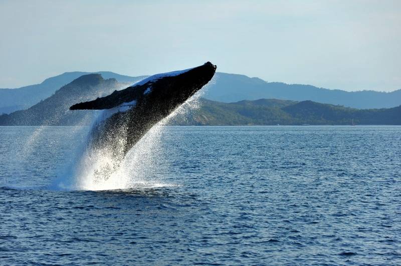 Whale at Hervey Bay