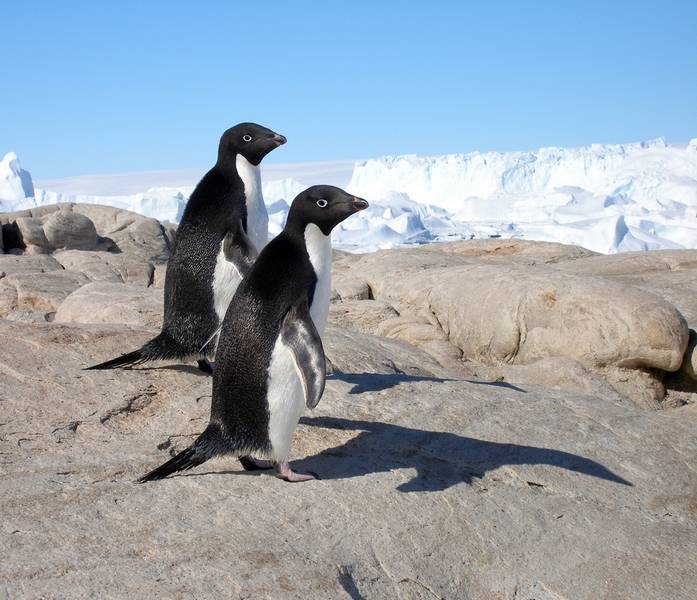 adelie penguins