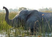 Visit and tour the tourist attractions of Botswana