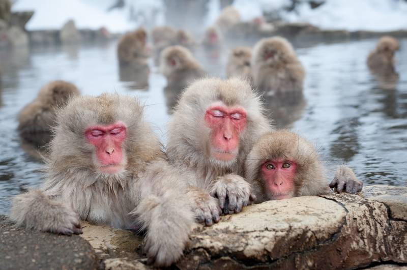 Monkeys in hot springs, Japan