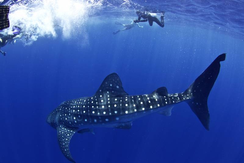 Whale shark diving, philippines