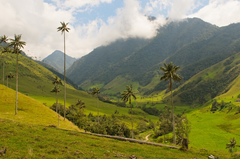 Wax palms in the Cocora valley.