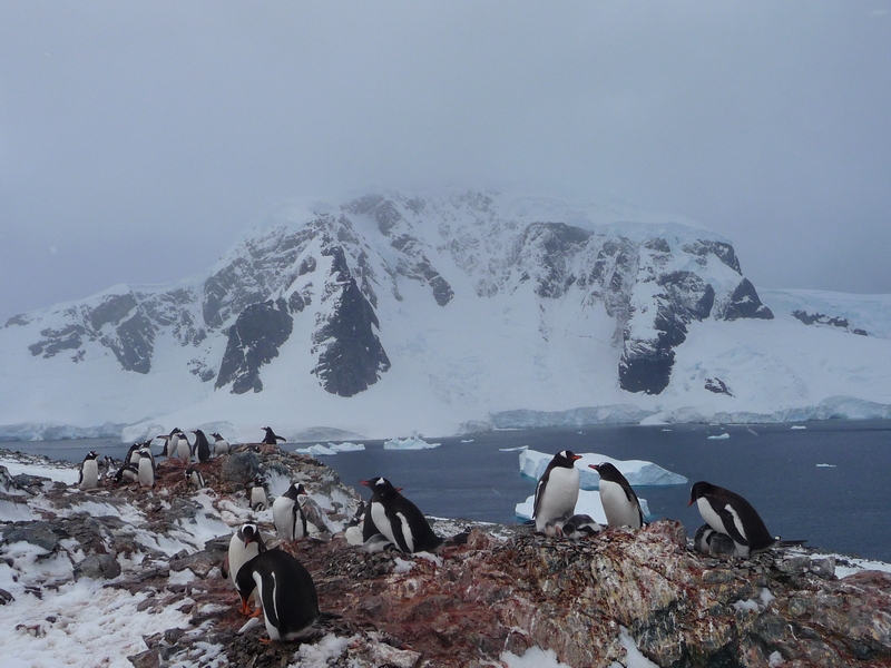 Gentoo penguin rookery on Danco Island antarctica