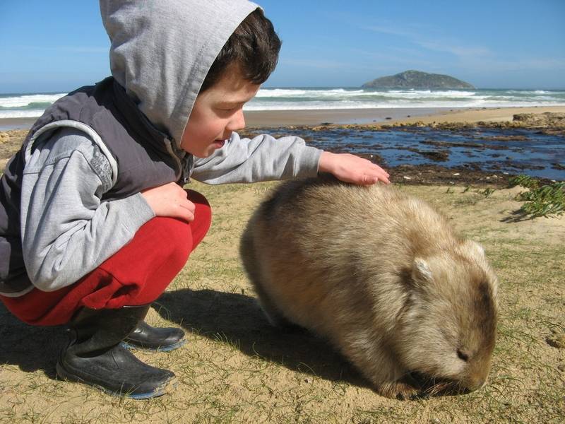 Wombat at Wilsons Promontory