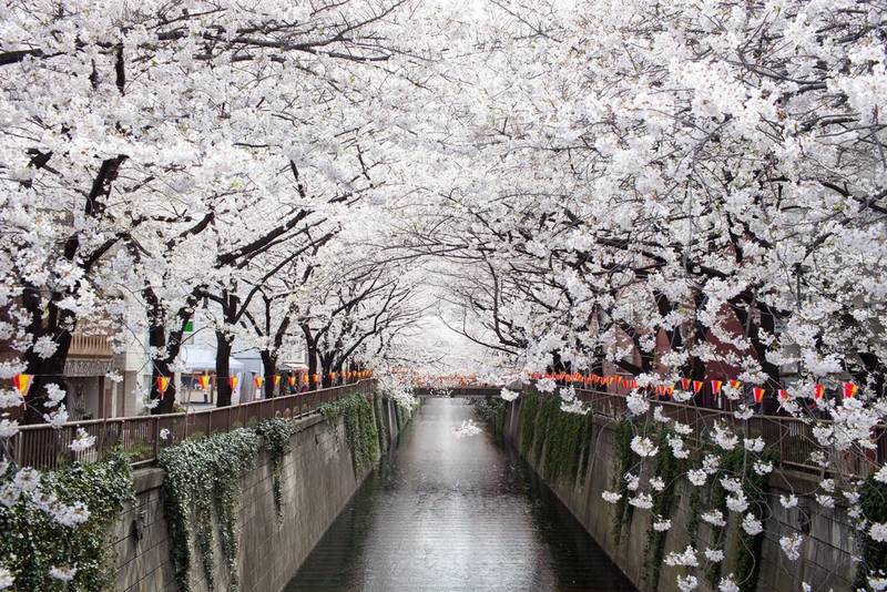 Cherry Blossom viewing Japan