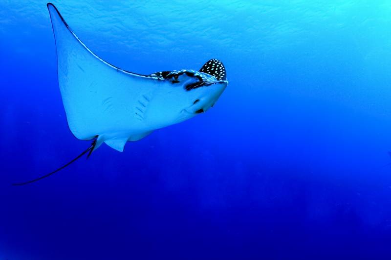 spotted eagle ray in Cozumel