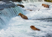 Visit and tour the top tourist attractions of Alaska