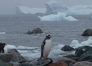 Visit and tour the tourist attractions of Antarctica