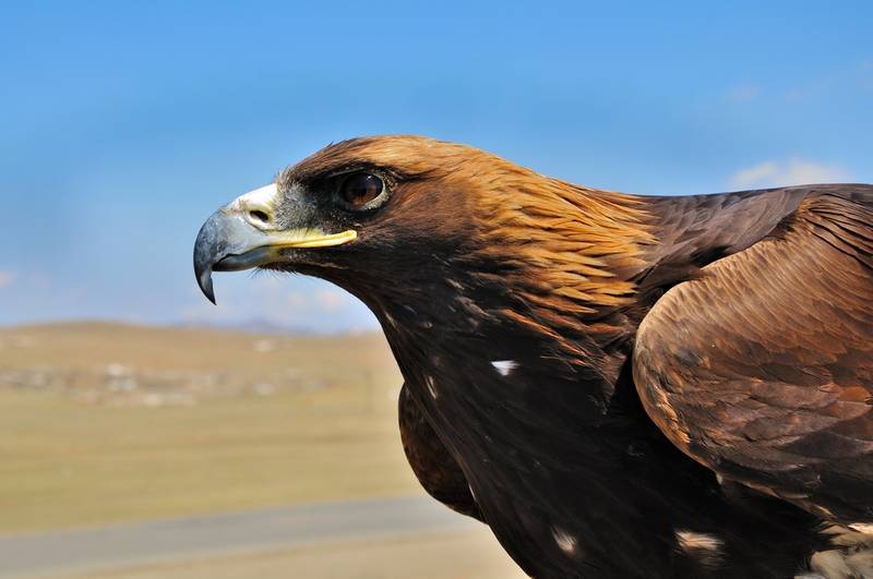 Eagle Hunting