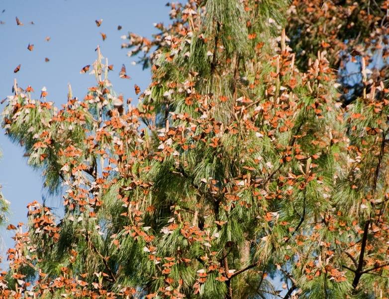 Monarch Butterfly Biosphere Reserve, Michoacan