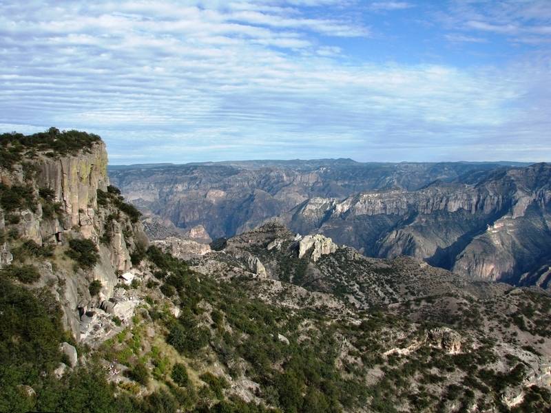 Copper Canyon Chihuahua