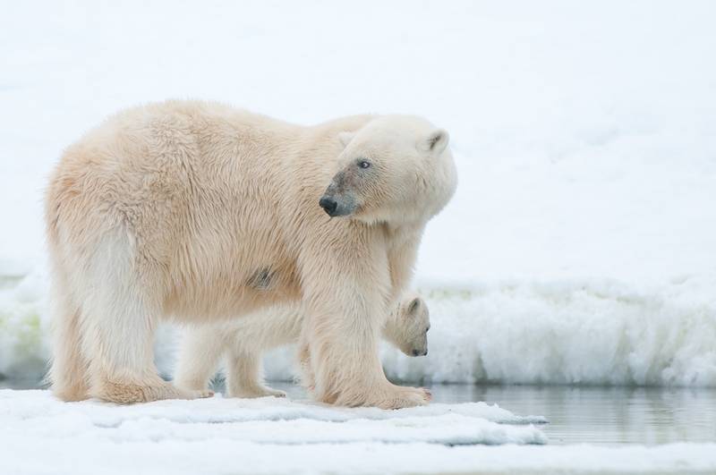 Polar bears in Barrow