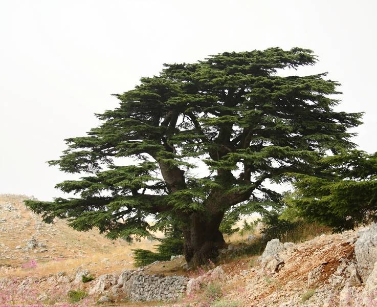 Lebanese Cedar