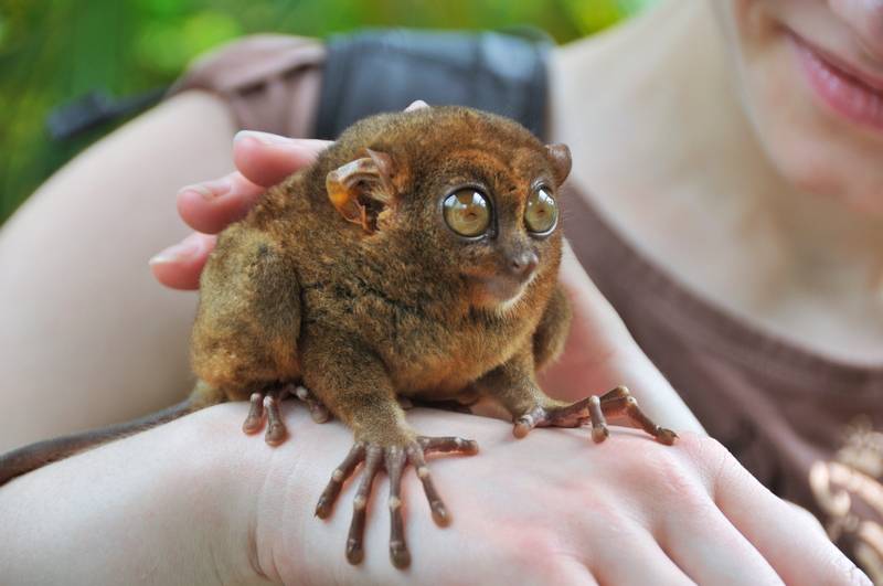 Philippines Tarsier Sanctuary