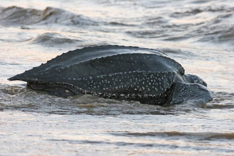 Montjoly turtle