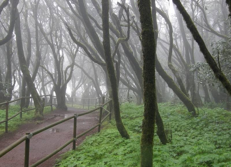 Garajonay National Park, Gomera