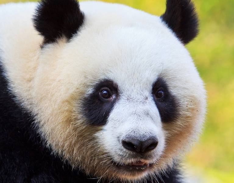 Giant Panda, Chengdu