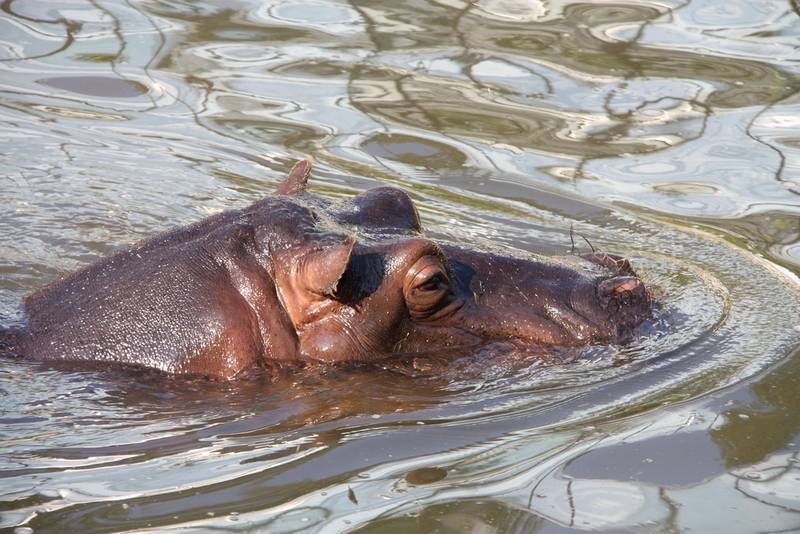 nimule national park sudan