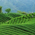 Taiwan