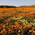 South Africa