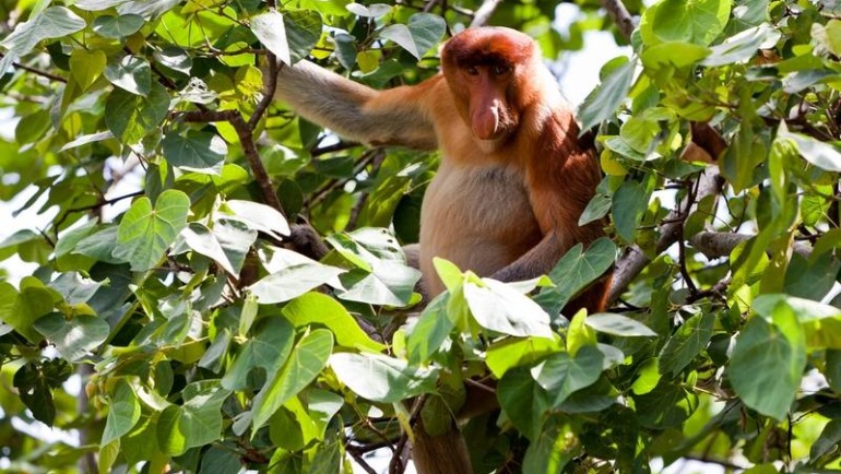 Brunei