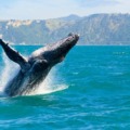 New Zealand