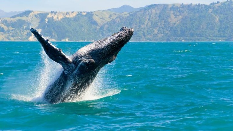New Zealand