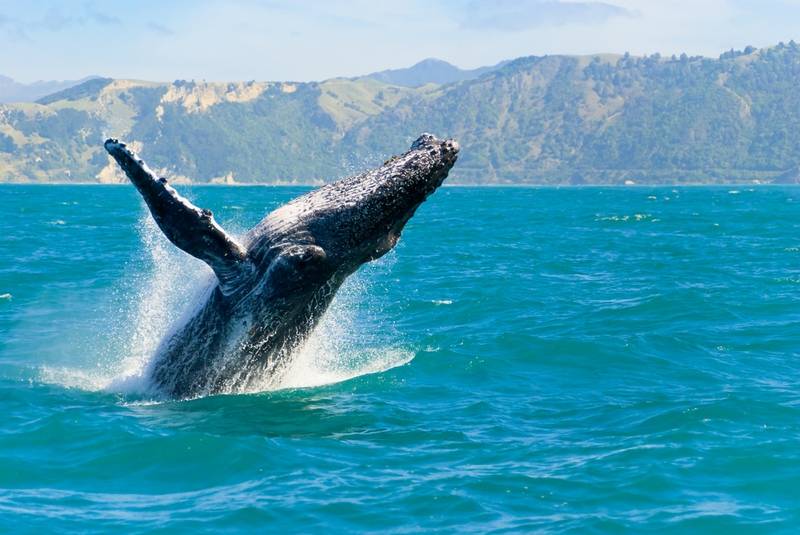 New Zealand
